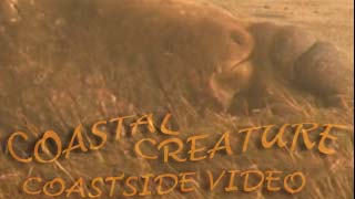 Start Coastal Creature
