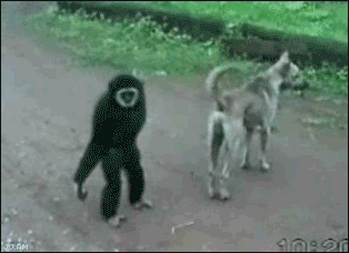 primate fools around with dog, a GIF
